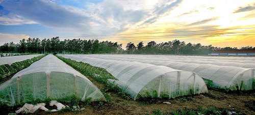 1567064178633402.jpeg 大棚吹塑薄膜.jpeg